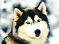 /album/fenykepgaleria/letoltes-1-jpg/